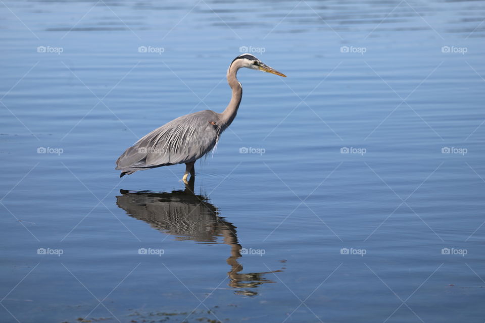 Heron and its shadow in the water