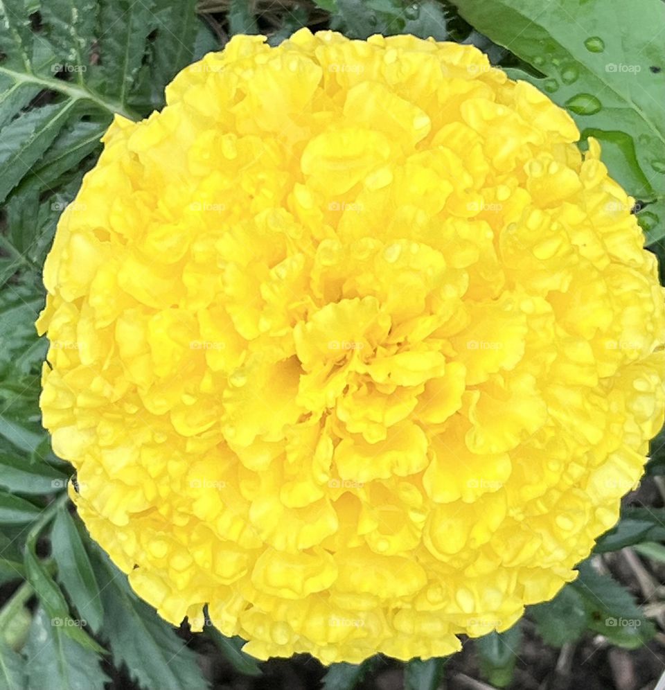Giant marigold 