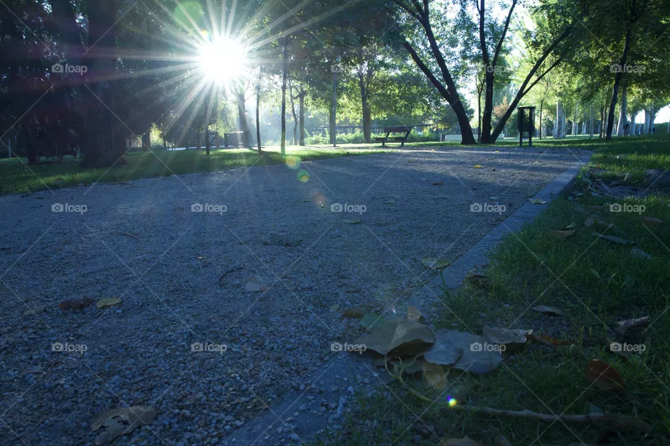 El sol de jardín 
