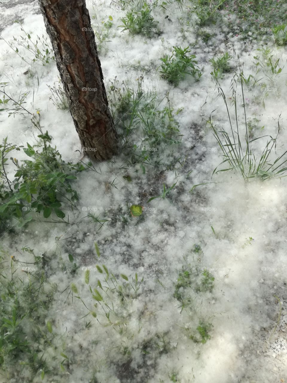 White balls of poplars