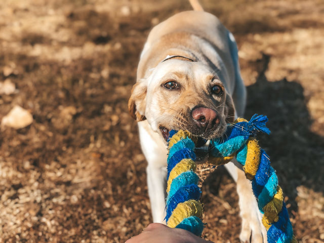 Dog Portrait - Dog Playing tug o war