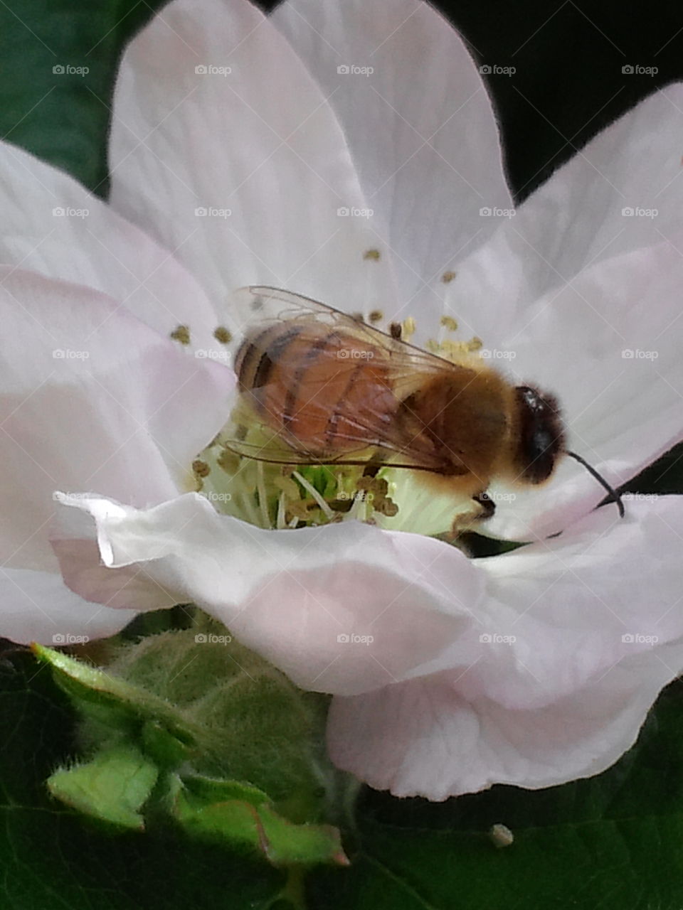 Bee on flower