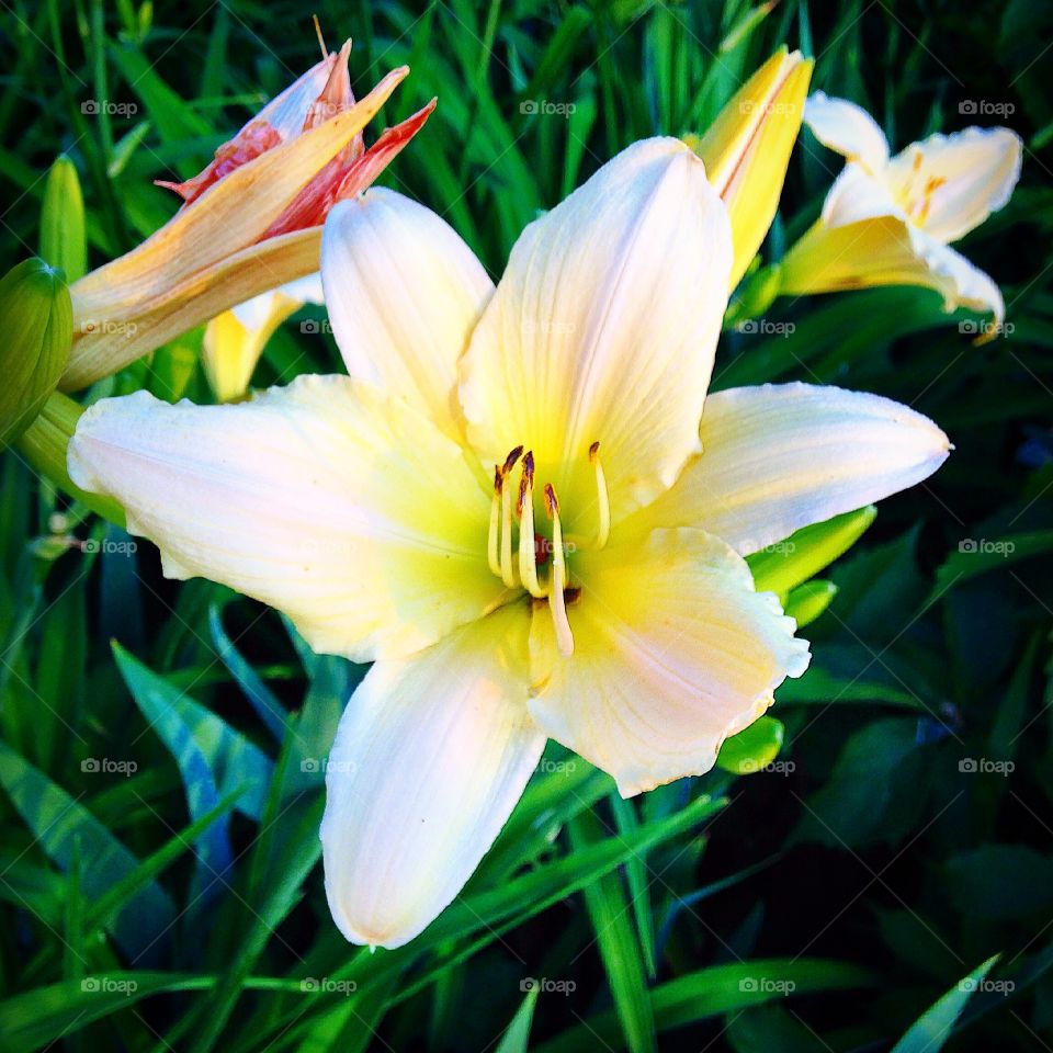 Easter lily 