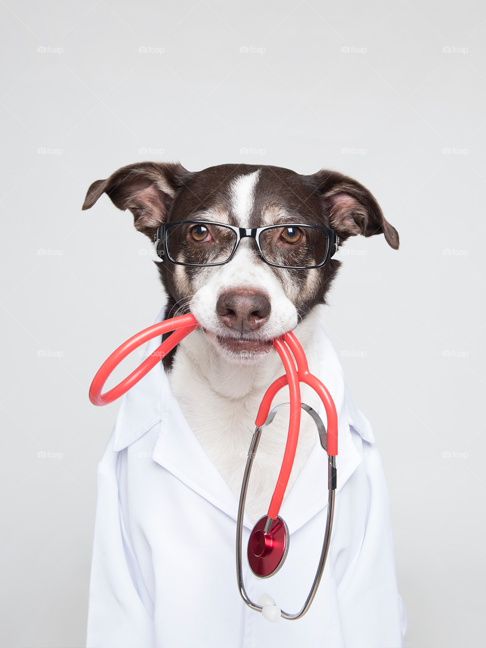 Dog with doctor costume