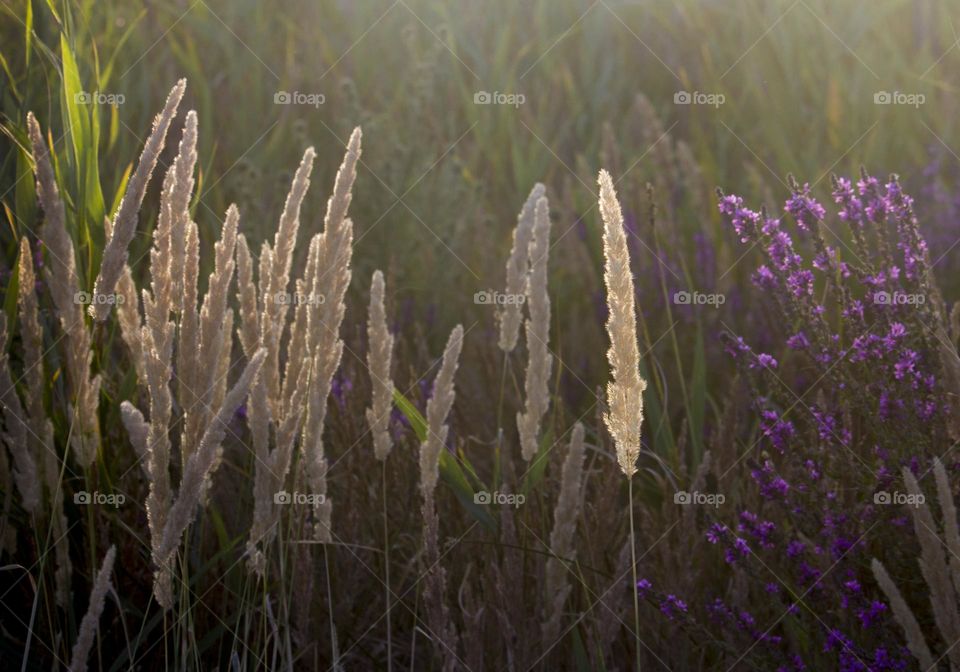 Natural light in the field