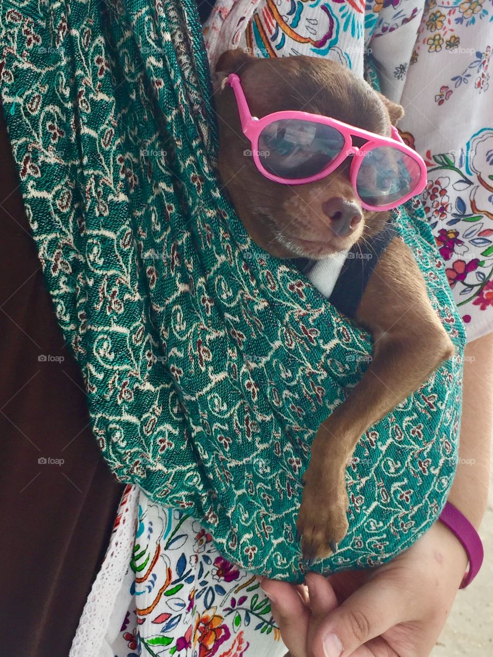 A Chihuahua wearing pink sunglasses carried in a baby sling by her owner