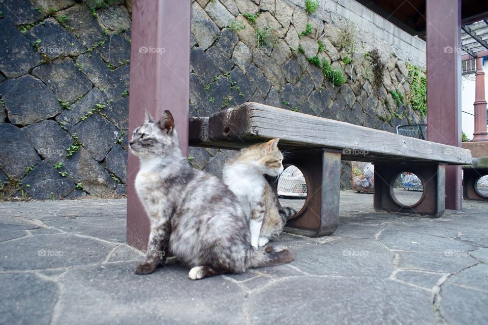 絕代雙驕，#貓之細道。#尾道 #猫 #tgif 2 #arrogant #cats #path of #cat #Onomichi #Japan #Travel #traveltheworld