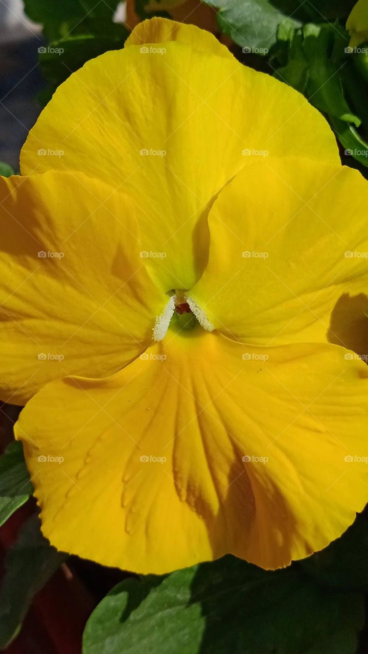 Garden pansy, it is type of large hybrid flower cultivated as a garden. it is a derived by hybridization from several species in the section melanium of the genus Viola,