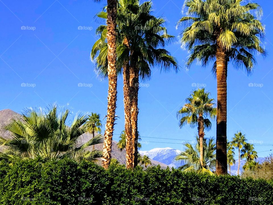 The snow capped San Jacinto mountain range contrasts with the natural beauty of the desert in Palm Springs.