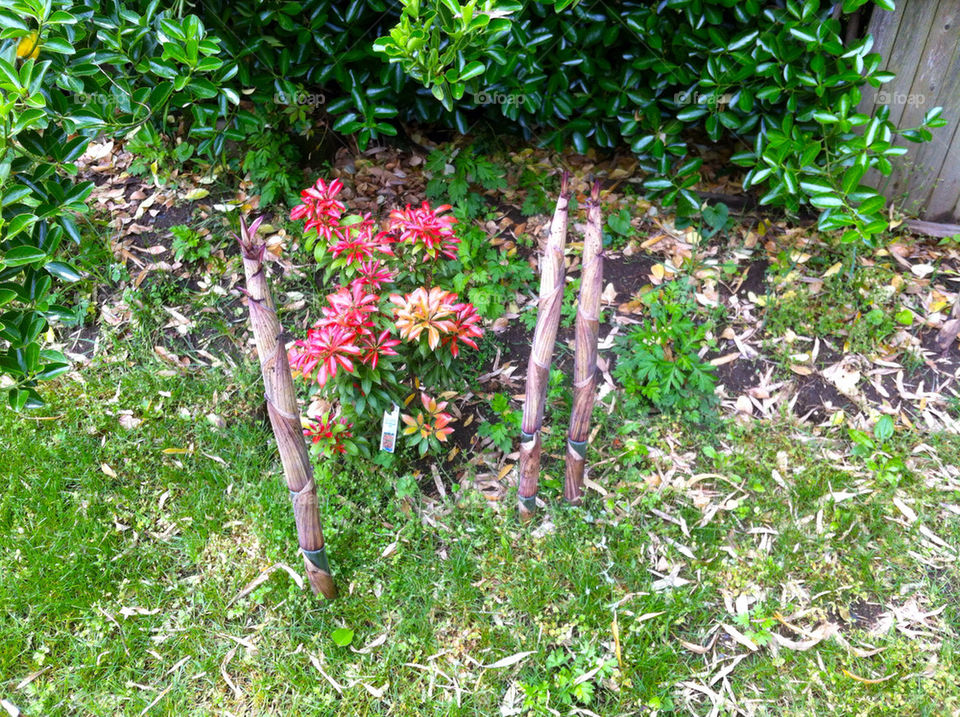 garden nature pretty flower by cable