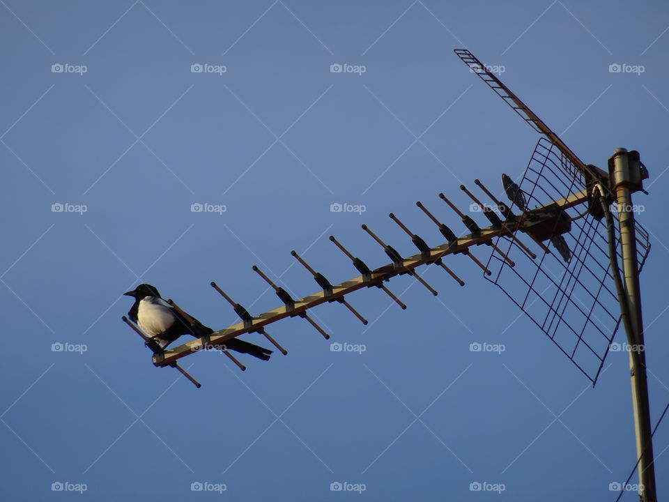 Bird on Tv antenna