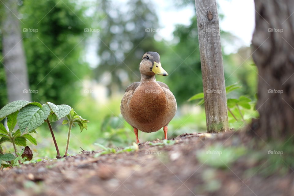 mallard