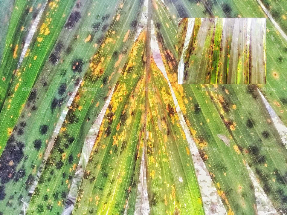 oil palm potassium deficiency.symptoms:old leaves have translucent orange patches and the tips of dried leaflets.Seruyan,Central kalimantan indonesia on December 5,2019