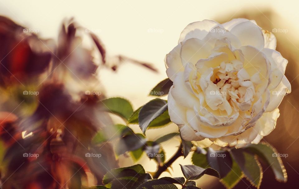 White rose flower portrait blossom macro closeup beauty bloom nature at sunset evening outdoors lighting background