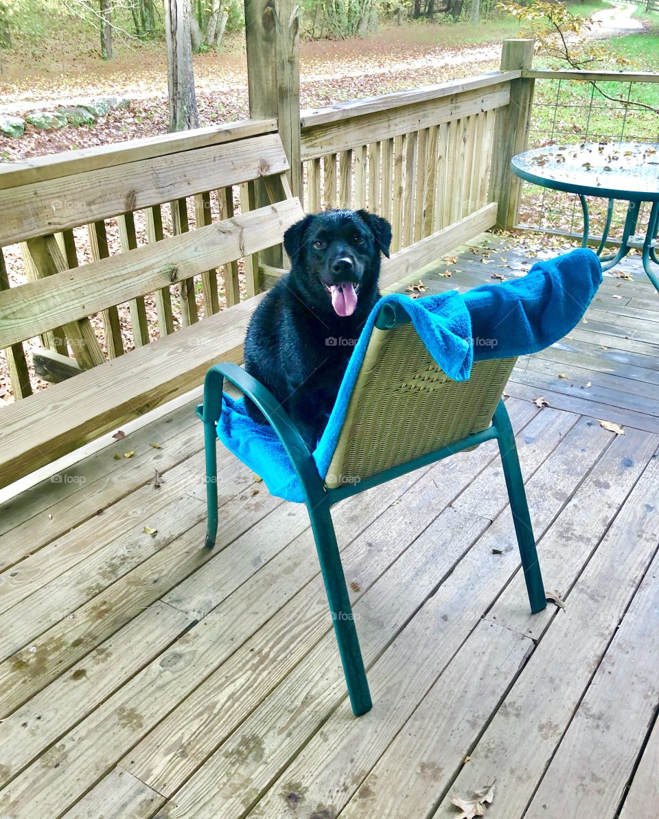 Wet dog on my dry chair after hiking in the rain