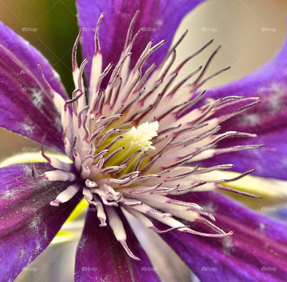 flower colour beauty mauve by gp56