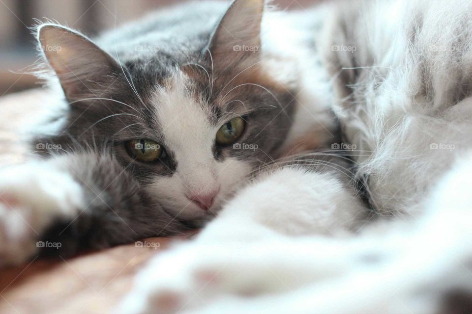 Cat, Kitten, Cute, Pet, Animal