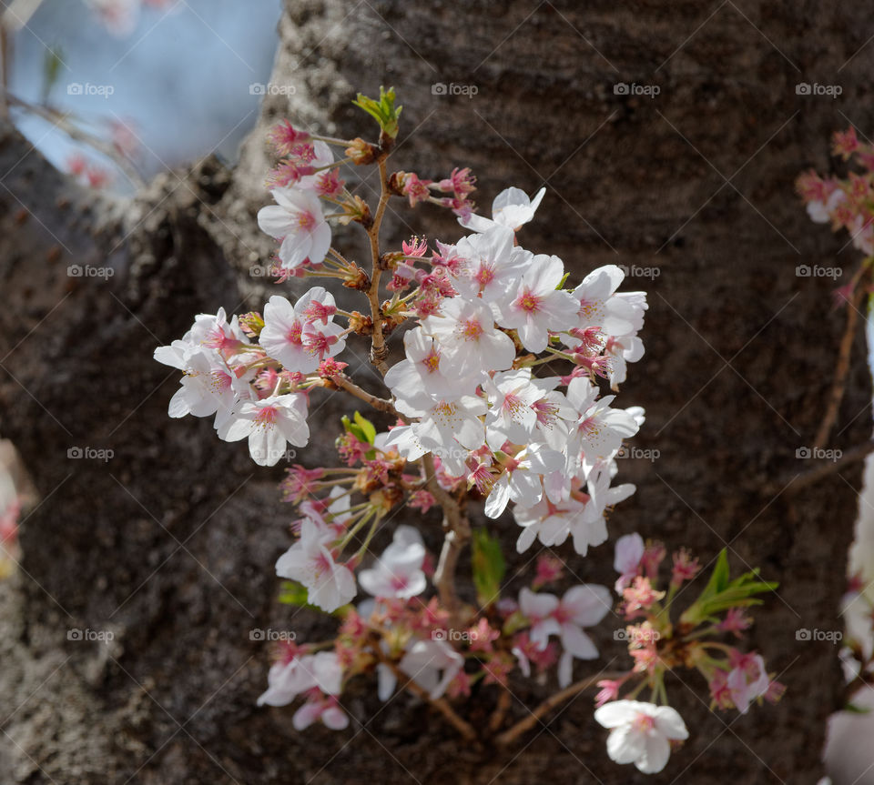 Flowers bursting out of the trunk