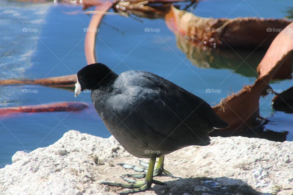 American Coot by the Lake