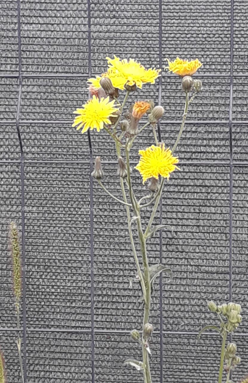 yellow flowers of a meadow plamt against  gray femce