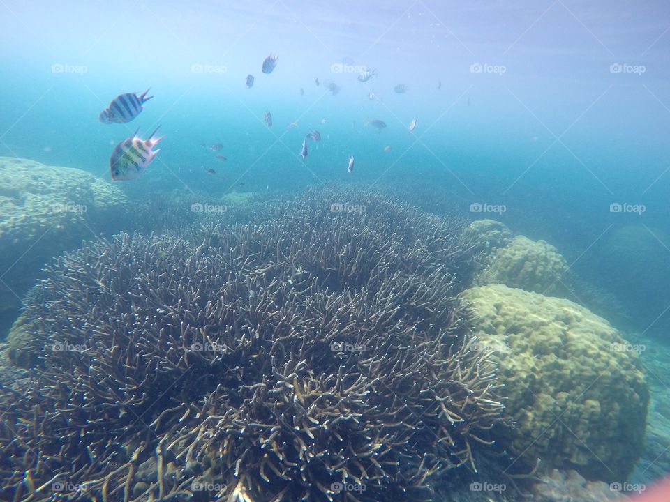 Corals of Palawan