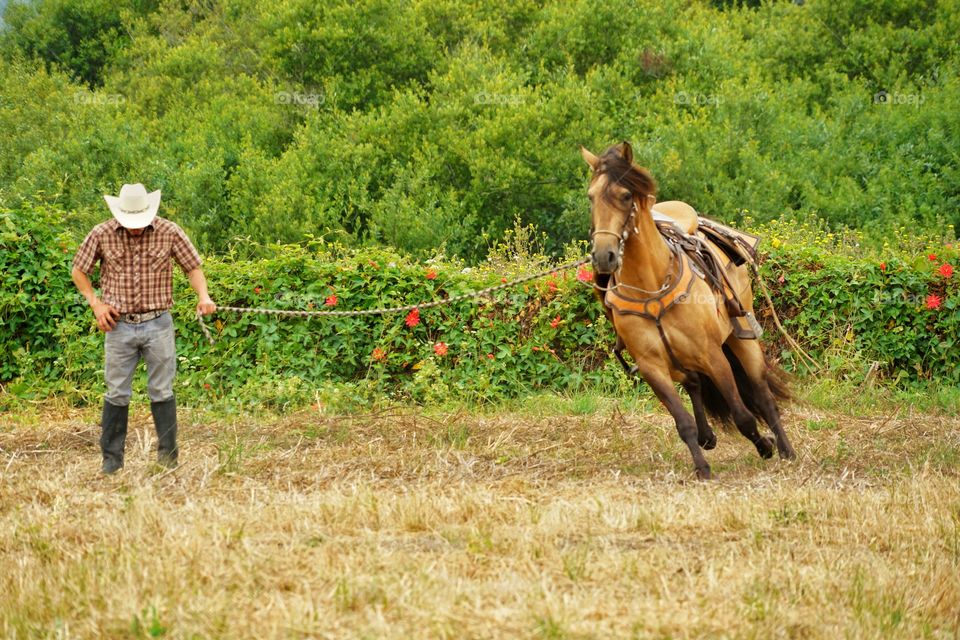 Cowboy Running His Horse In Pasture