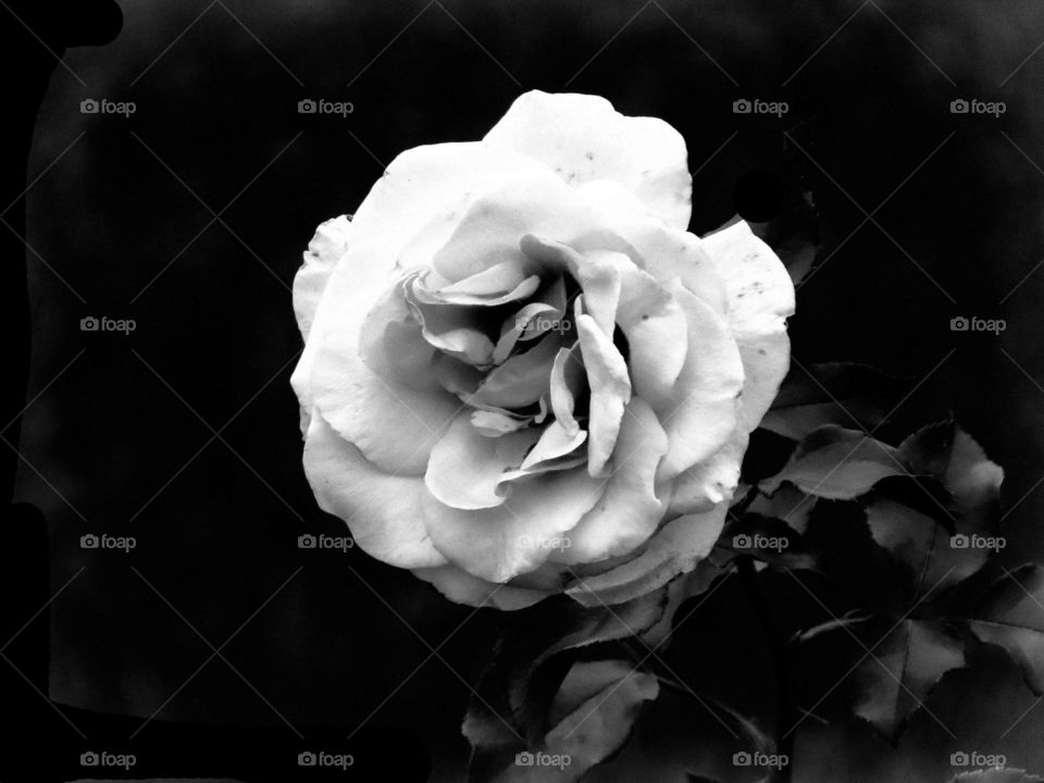 BW flower