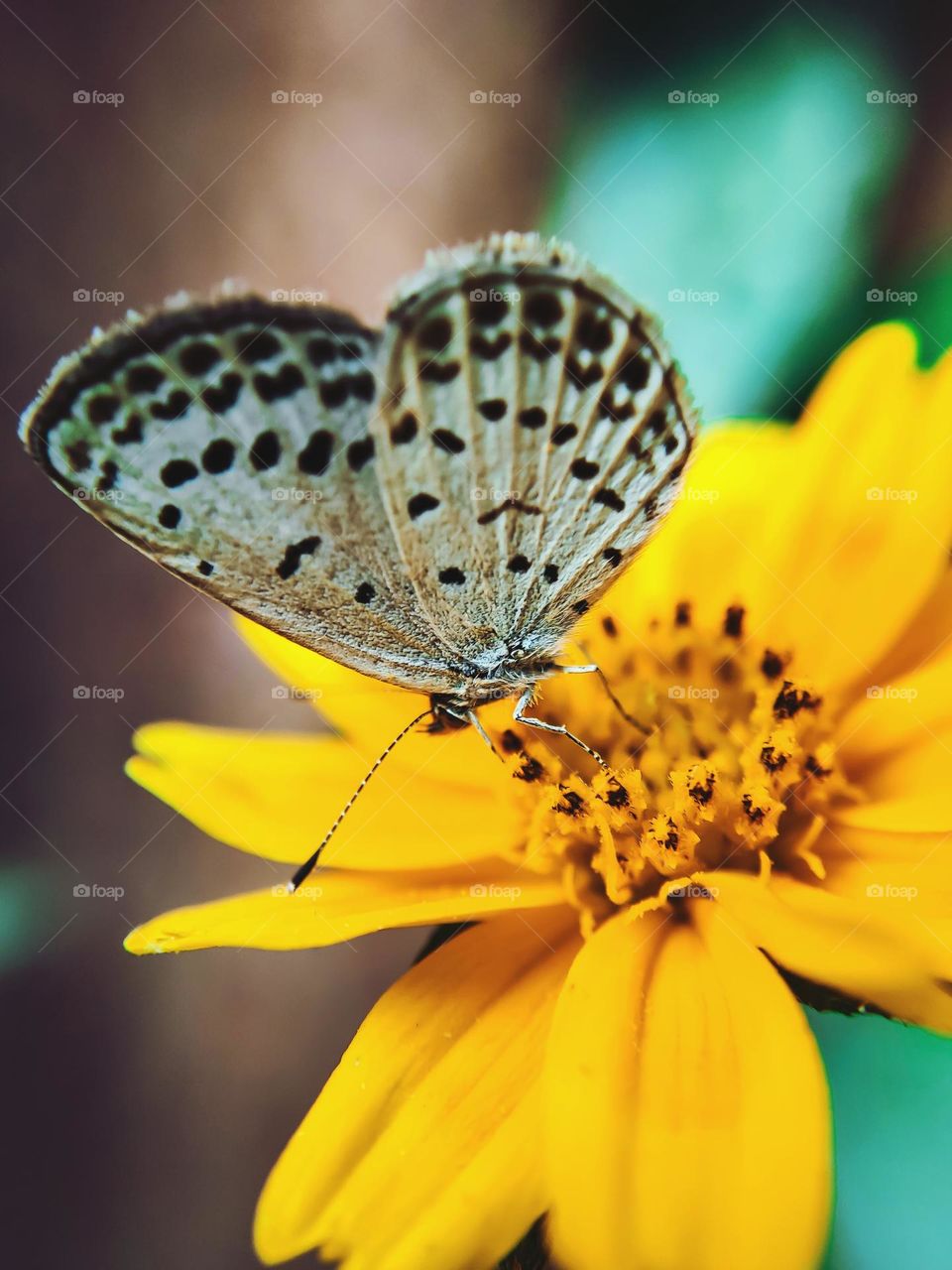 Beautiful butterfly 🦋