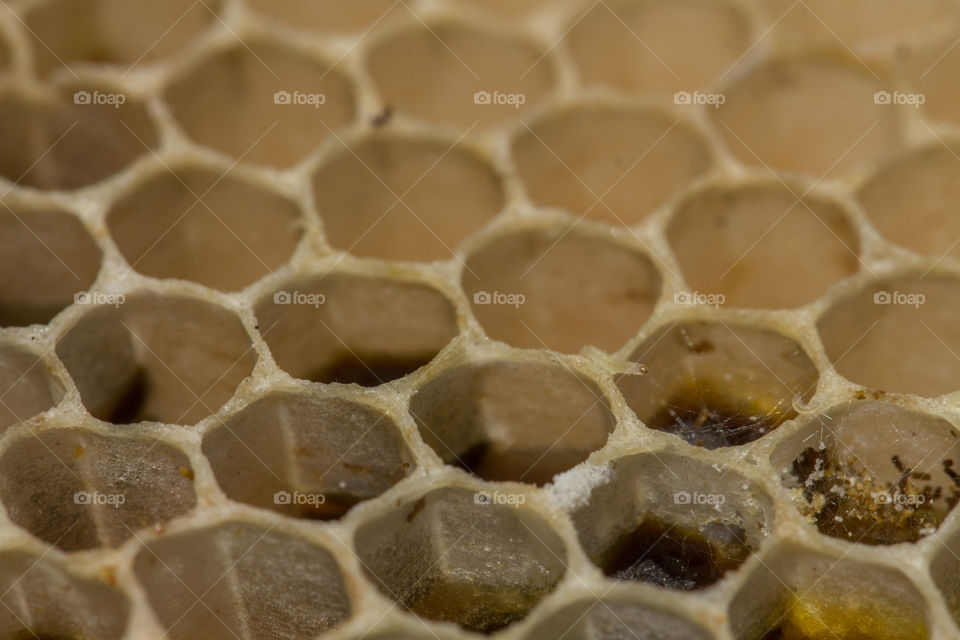 worms under honeycomb