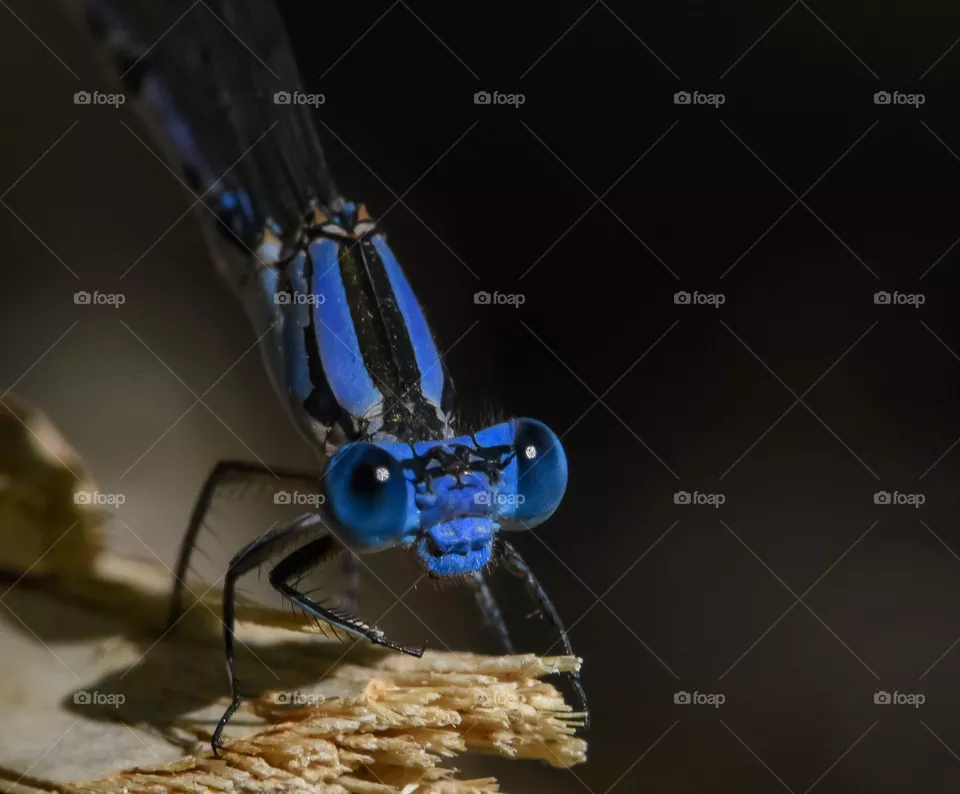 Dragon fly