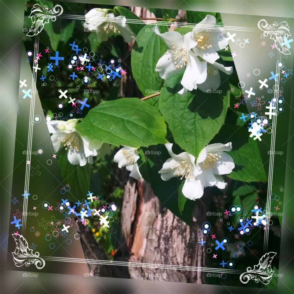 Tree flower