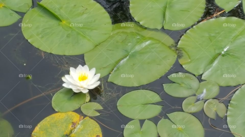 lily pads and flower