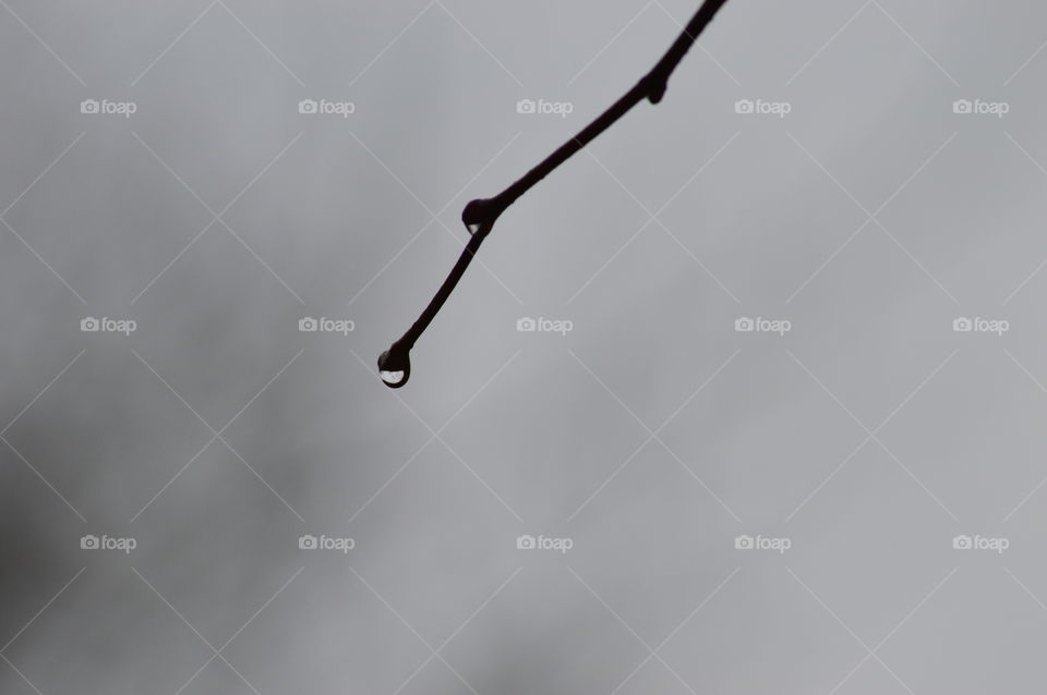 Raindrop on twig