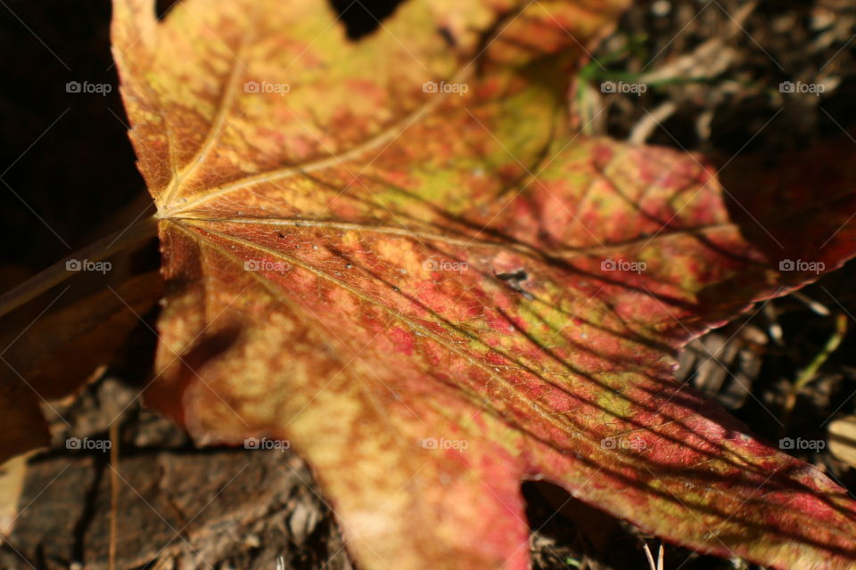 Fallen leaf