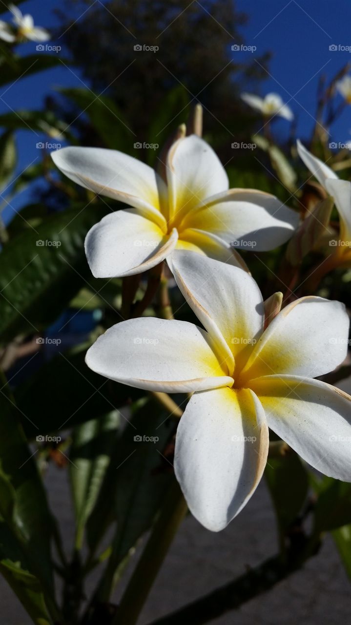 Plumeria