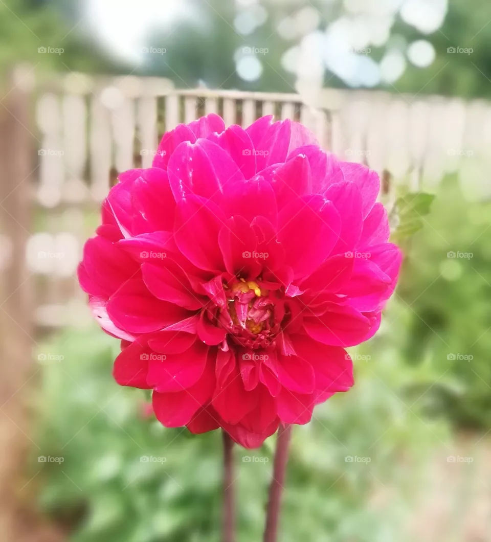 Blumen