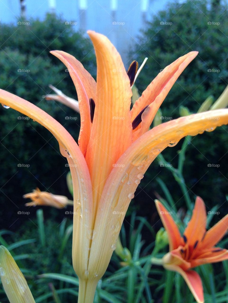 Dew drops on day lily