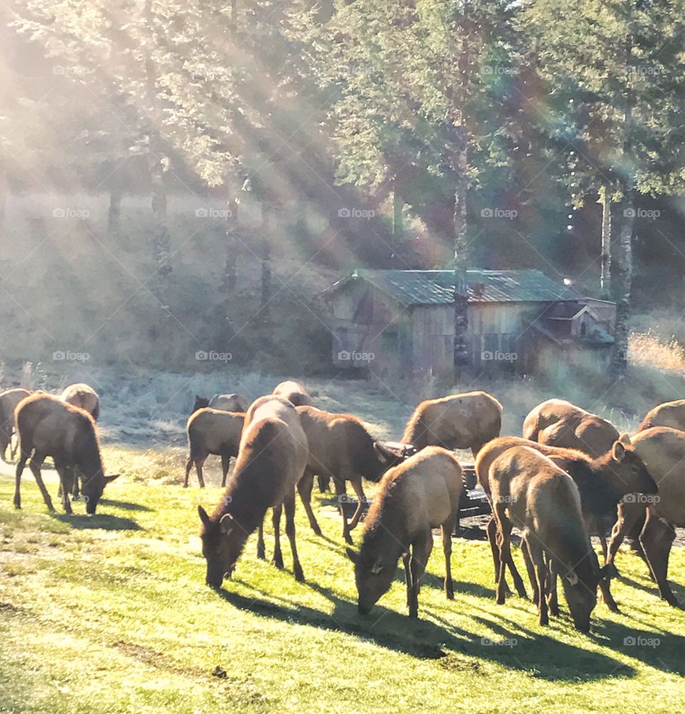 This herd frequently visits our field, they just make themselves right at home! I love how they look with our rustic barn in the background.