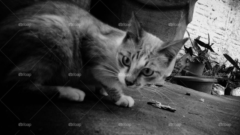 Gato brincando com uma lagartixa, rosnando e tentando come-la.