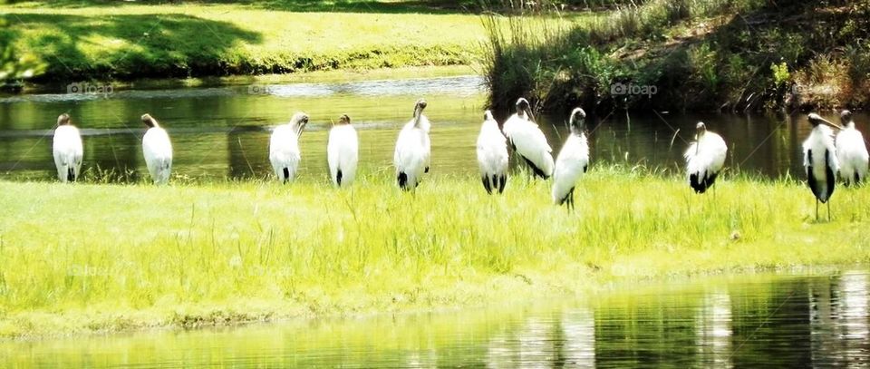 Wood Storks