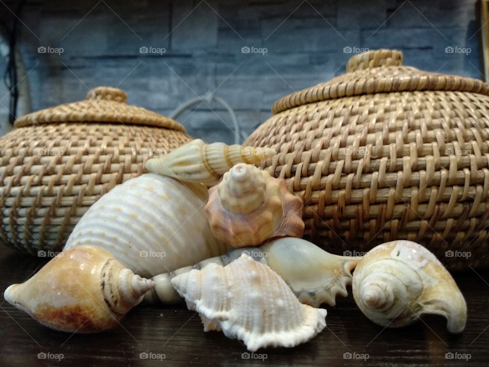 Seashells Deco