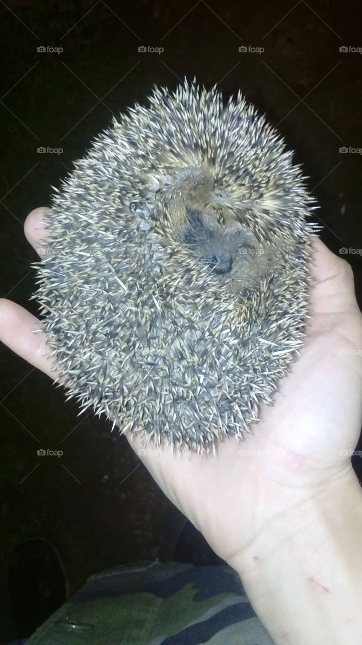 Nice Hedgehog.