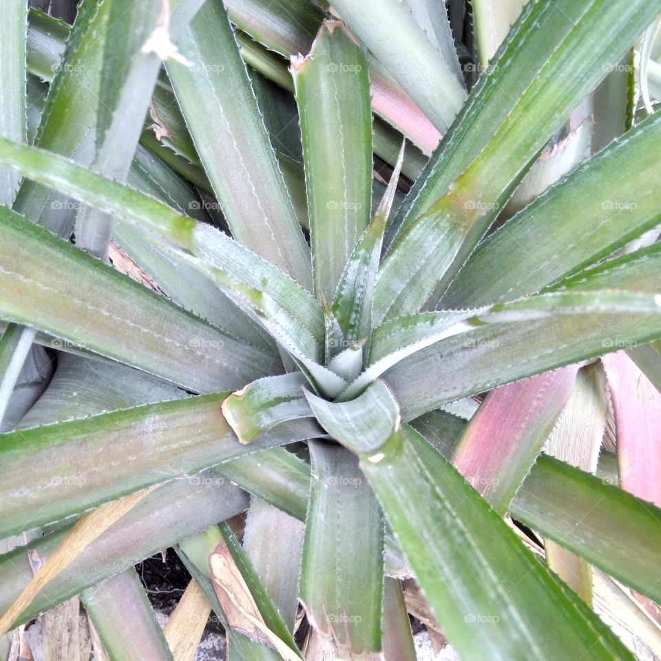 Pineapple leaf on the yard