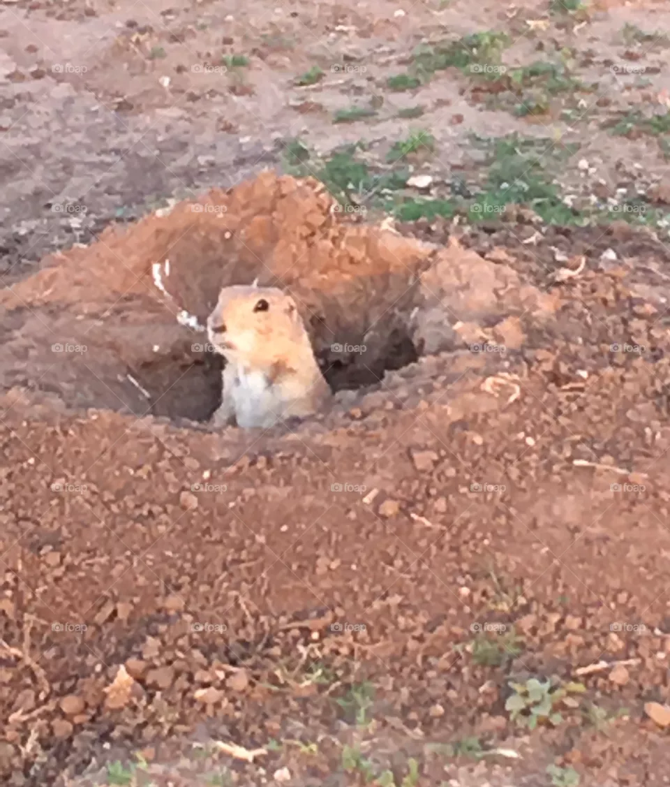 West Texas ground dogs 😂 