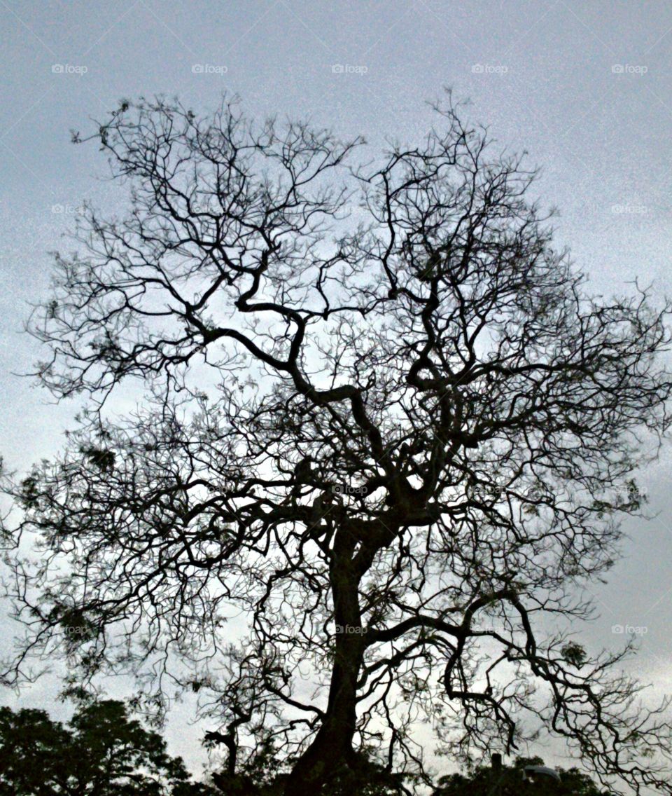 The Tree. Taken at Katharagama, Sri Lanka. 