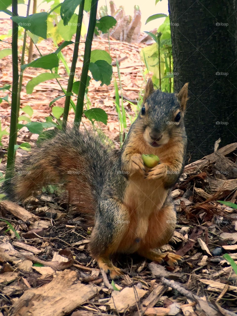 Eating squirrel