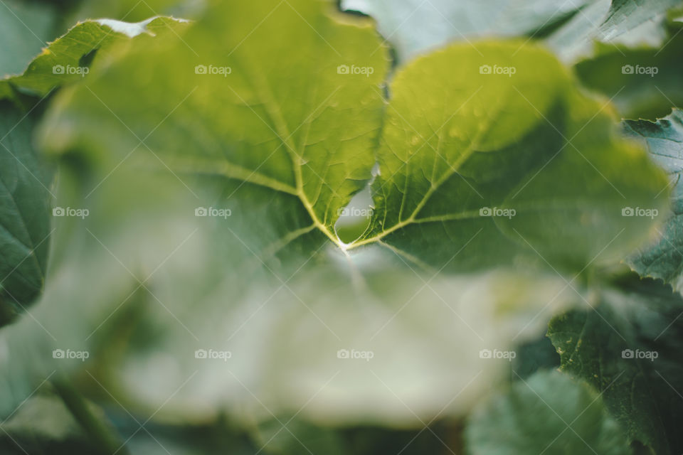 Zucchini leaf 