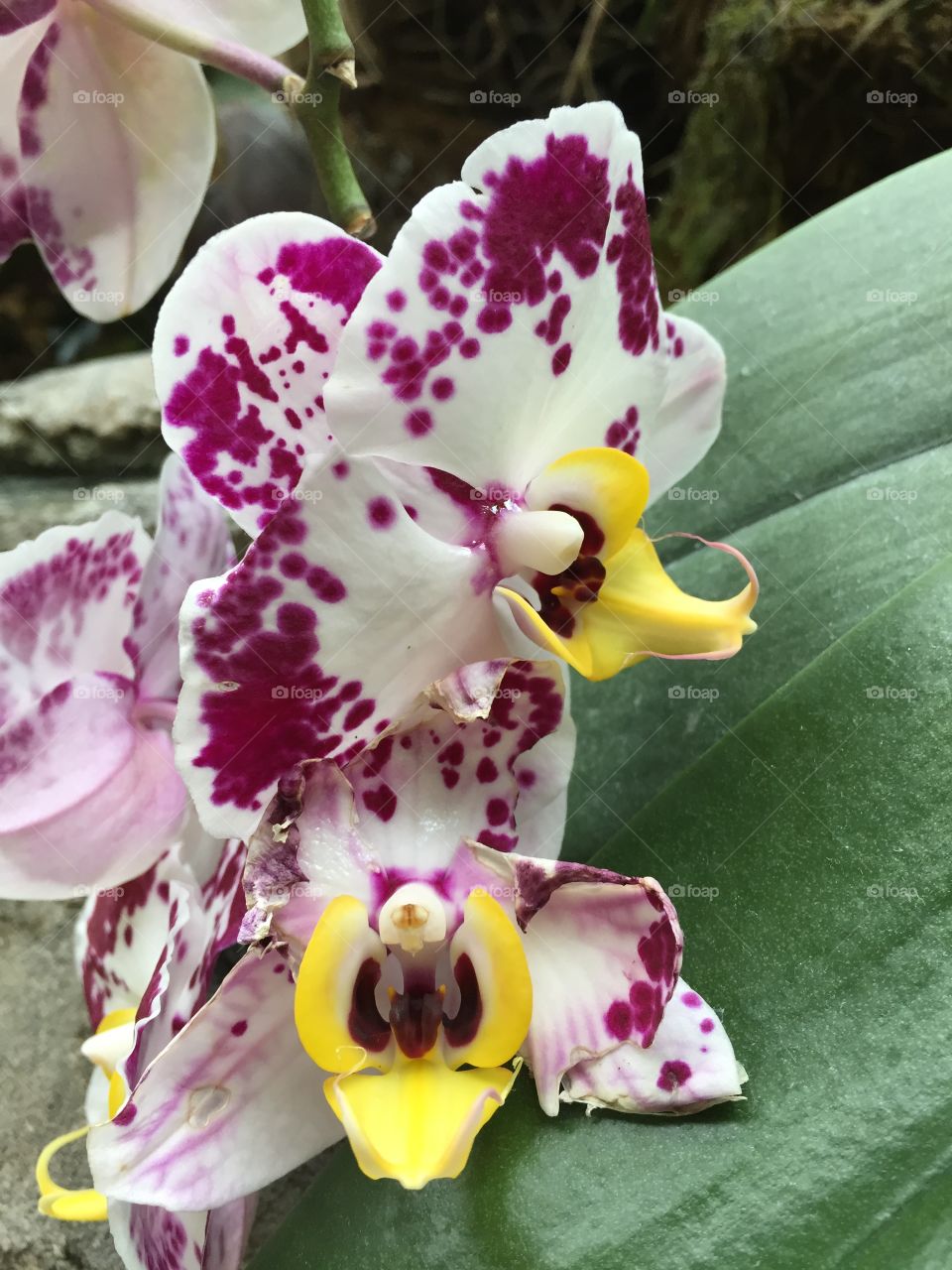 Orchid