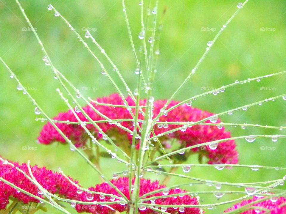 Regentropfen an einer Pflanze