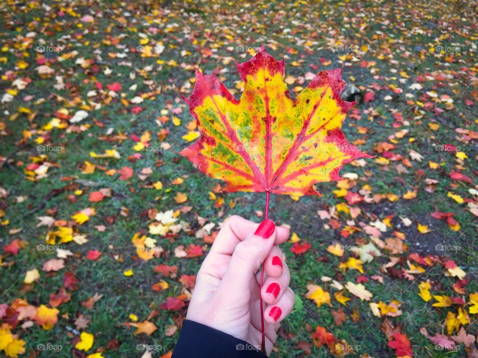 Leaves